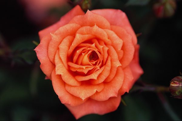 476014 Hybrid Tea Rose A4 Photo Print
