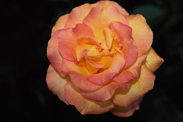 476015 Gold Metal Grandiflora Rose 'Aroyqueli' A4 Photo Print