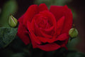 476016 Hybrid Tea Rose 'Chrysler Imperial' A4 Photo Print