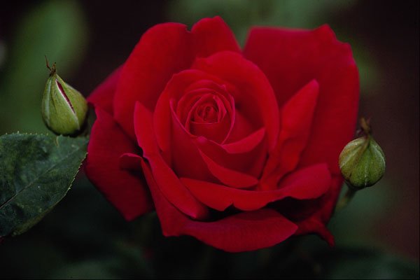 476016 Hybrid Tea Rose 'Chrysler Imperial' A4 Photo Print
