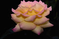 476017 Hybrid Tea Rose 'Peace Rose' A4 Photo Print