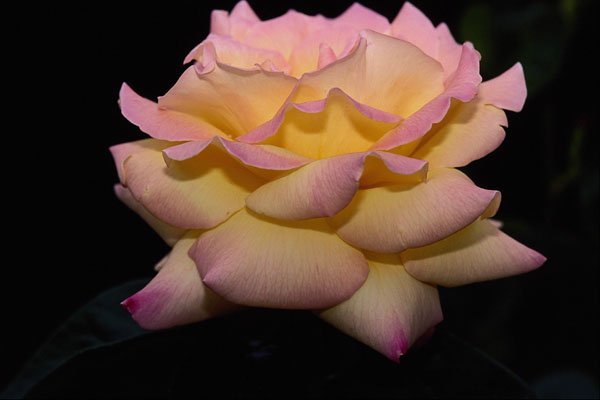 476017 Hybrid Tea Rose 'Peace Rose' A4 Photo Print