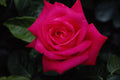 476018 Hybrid Tea Rose 'Miss All American Beauty' A4 Photo Print