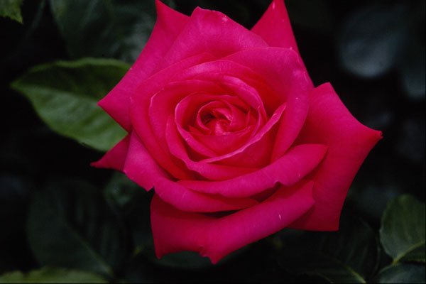 476018 Hybrid Tea Rose 'Miss All American Beauty' A4 Photo Print