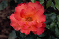 476019 Floribunda 'Orangeade' A4 Photo Print