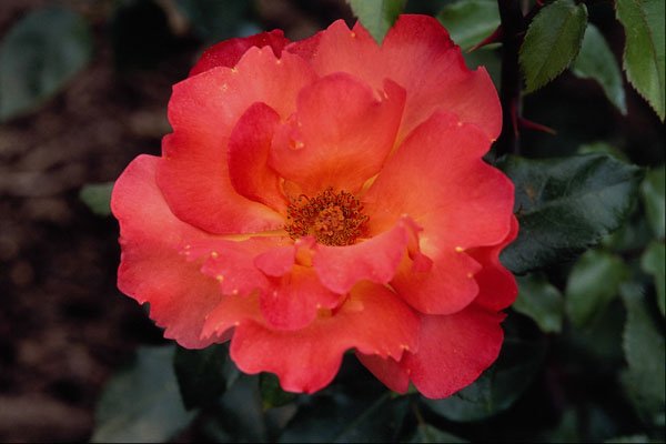 476019 Floribunda 'Orangeade' A4 Photo Print