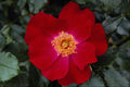 476020 Musk A4 Photo Print