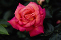 476021 Hybrid Tea Rose 'Fragrant Cloud' A4 Photo Print