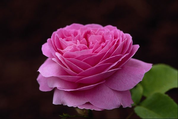 476022 Hybrid Tea Rose 'Heirloom' A4 Photo Print