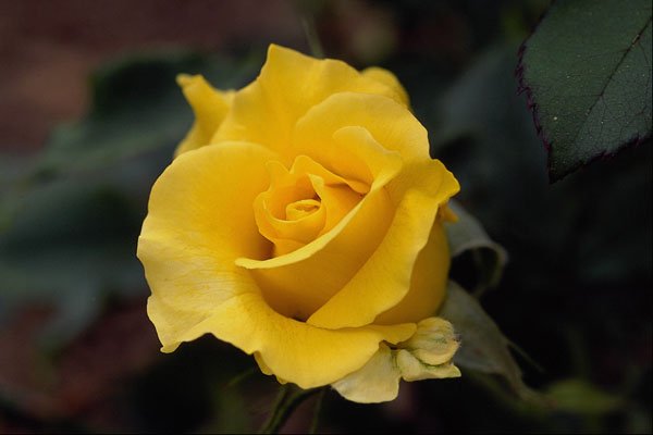 476023 Hybrid Tea Rose 'Lanvin' A4 Photo Print