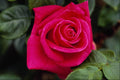 476024 Hybrid Tea Rose 'Miss All American Beauty' A4 Photo Print