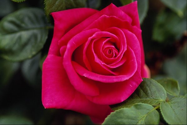 476024 Hybrid Tea Rose 'Miss All American Beauty' A4 Photo Print