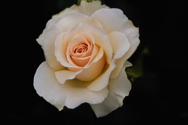 476025 Hybrid Tea Rose A4 Photo Print