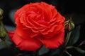 476026 Hybrid Tea Rose A4 Photo Print