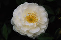 476027 Damask A4 Photo Print