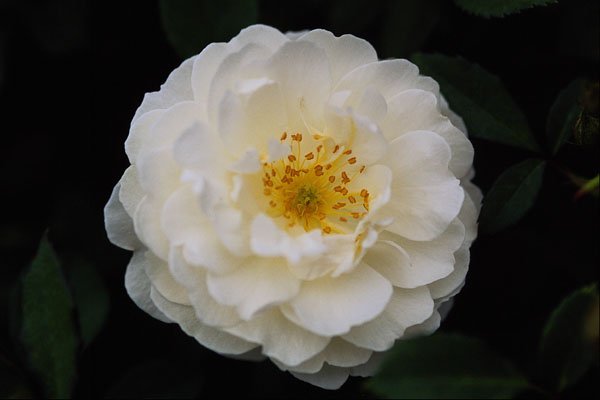 476027 Damask A4 Photo Print