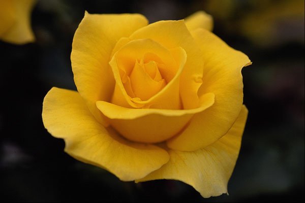 476028 Hybrid Tea Rose A4 Photo Print