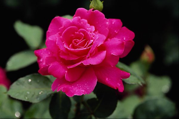 476029 Hybrid Tea Rose 'Pink Peace' A4 Photo Print