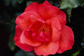 476030 Floribunda A4 Photo Print