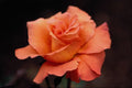 476031 Hybrid Tea Rose A4 Photo Print