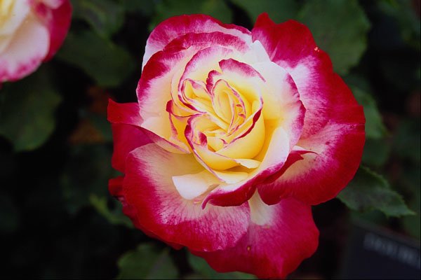 476032 Double Delight Hybrid Tea Rose 'Andeli' A4 Photo Print