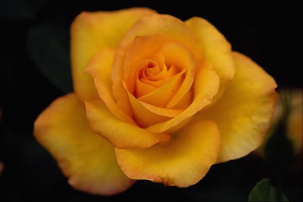 476033 Hybrid Tea Rose A4 Photo Print