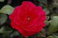 476034 Floribunda A4 Photo Print