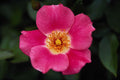 476035 Pink Meidiland (tm) Shrub Rose 'Meipoque' A4 Photo Print