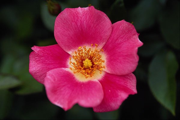 476035 Pink Meidiland (tm) Shrub Rose 'Meipoque' A4 Photo Print