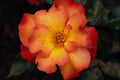 476036 Floribunda 'Orangeade' A4 Photo Print