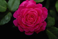 476037 Hybrid Tea Rose 'Tiffany' A4 Photo Print