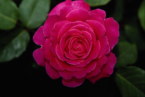 476037 Hybrid Tea Rose 'Tiffany' A4 Photo Print
