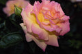 476038 Hybrid Tea Rose 'Peace' A4 Photo Print