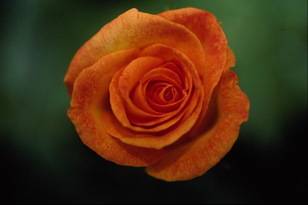 476039 Gold Medal Grandiflora Rose 'Aroyqueli' A4 Photo Print