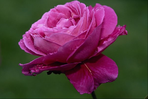 476040 Hybrid Tea Rose 'Heirloom' A4 Photo Print