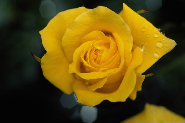 476041 Floribunda A4 Photo Print