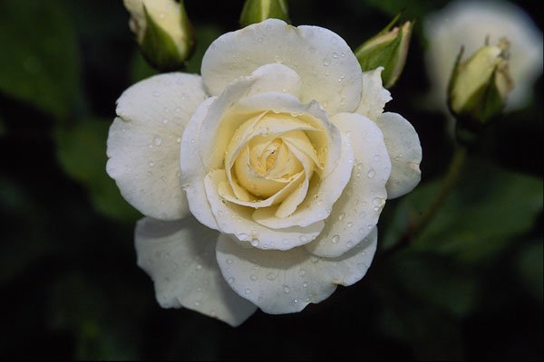 476042 Floribunda 'Iceberg' A4 Photo Print