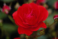 476043 Floribunda 'Showbiz' A4 Photo Print