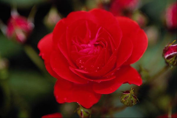 476043 Floribunda 'Showbiz' A4 Photo Print