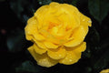476044 Floribunda A4 Photo Print