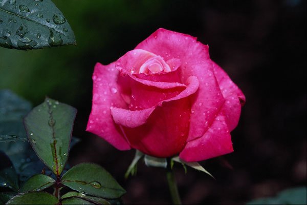 476045 Hybrid Tea Rose 'First Prize' A4 Photo Print