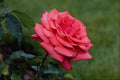 476046 Hybrid Tea Rose 'Fragrant Cloud' A4 Photo Print