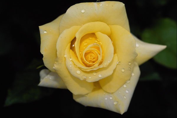 476047 Hybrid Tea Rose 'Helmut Schmidt' A4 Photo Print
