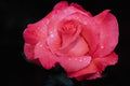 476048 Touch Of Class Hybrid Tea Rose 'Kricarlo' A4 Photo Print