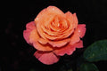 476049 Grandiflora Rose 'Sundowner' A4 Photo Print
