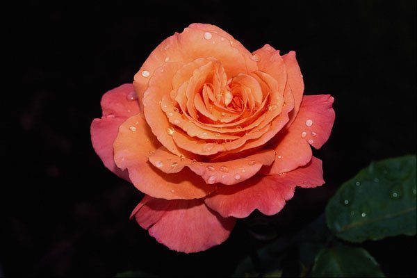 476049 Grandiflora Rose 'Sundowner' A4 Photo Print