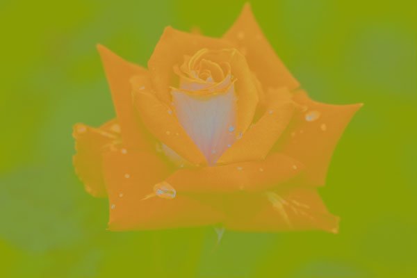 476050 Grandiflora Rose 'Love' A4 Photo Print