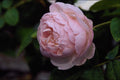 476051 Moss Rose 'Alfred De Dalmas' A4 Photo Print