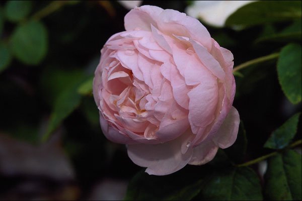 476051 Moss Rose 'Alfred De Dalmas' A4 Photo Print