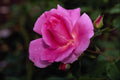 476052 Carefree Beauty Shrub Rose 'Bucbi' A4 Photo Print